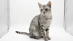 Top 5 Most Expensive Cat Breeds in the World Only the Rich Can Afford