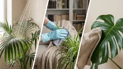 Why Dust Is So Dangerous for Houseplants — and How to Deal with It