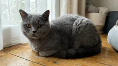 How Not to Raise a Cat: 10 Mistakes That Will Ruin Your Pet’s Behavior