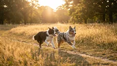 From Chaotic Walks to Calm Connection: How to Learn to Walk Without a Leash