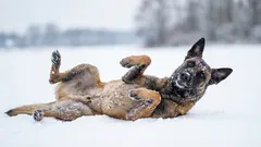 Can a dog roll in the snow after active running? When does “cuteness” become dangerous