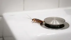 Early signs of a cockroach problem and what to do next