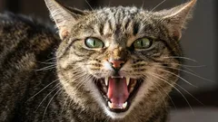 Six Cat Breeds That Aren’t Suitable for Beginners: They’re Hard to Handle