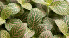 How to Grow Fittonia — an Easy-Care but Eye-Catching Plant