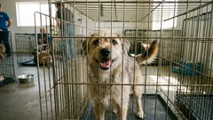 4 Misconceptions About Shelter Dogs: Why You Shouldn't Be Afraid to Adopt From a Shelter