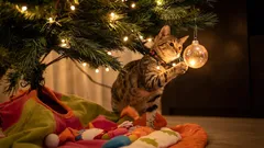 How Cats React to a Christmas Tree: 7 Interesting Behavior Traits