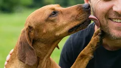 Why Dogs Lick Their Owner’s Face: Behavior Explained and How to Stop It