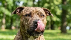 10 Dog Breeds with a Golden Personality — Who’s Definitely Worth Getting