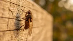 How to Get Rid of Flies in the Kitchen: 5 Chemical-Free Methods