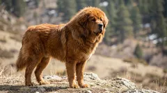 Giant dog breeds ranked: 5 massive dogs that turn heads everywhere they go