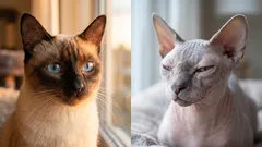 Top 11 Long-Living Cat Breeds and What Really Affects Lifespan