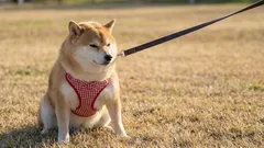 What to Do if Your Dog Doesn’t Want to Go for Walks: 7 Possible Reasons and Solutions